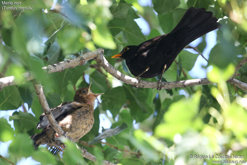 Common Blackbird, Reproduction-nesting