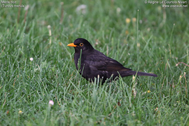 Common Blackbird male adult