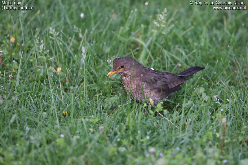 Common Blackbird female adult