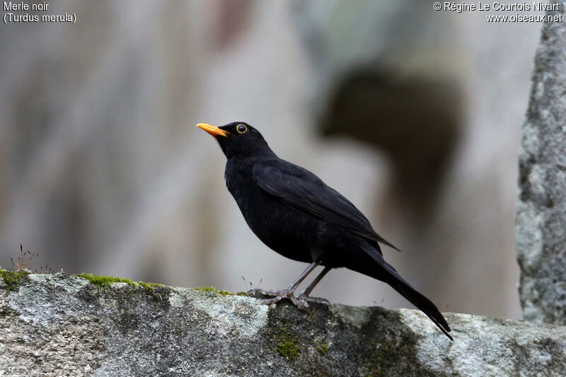 Common Blackbird male adult