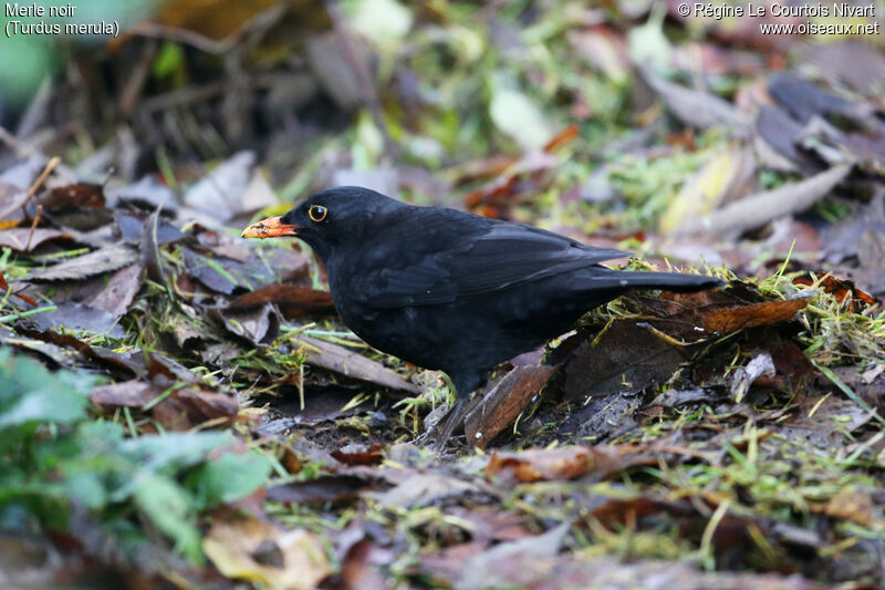 Common Blackbird male adult