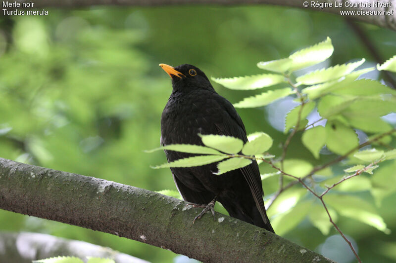 Common Blackbird male adult