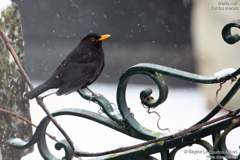 Common Blackbird