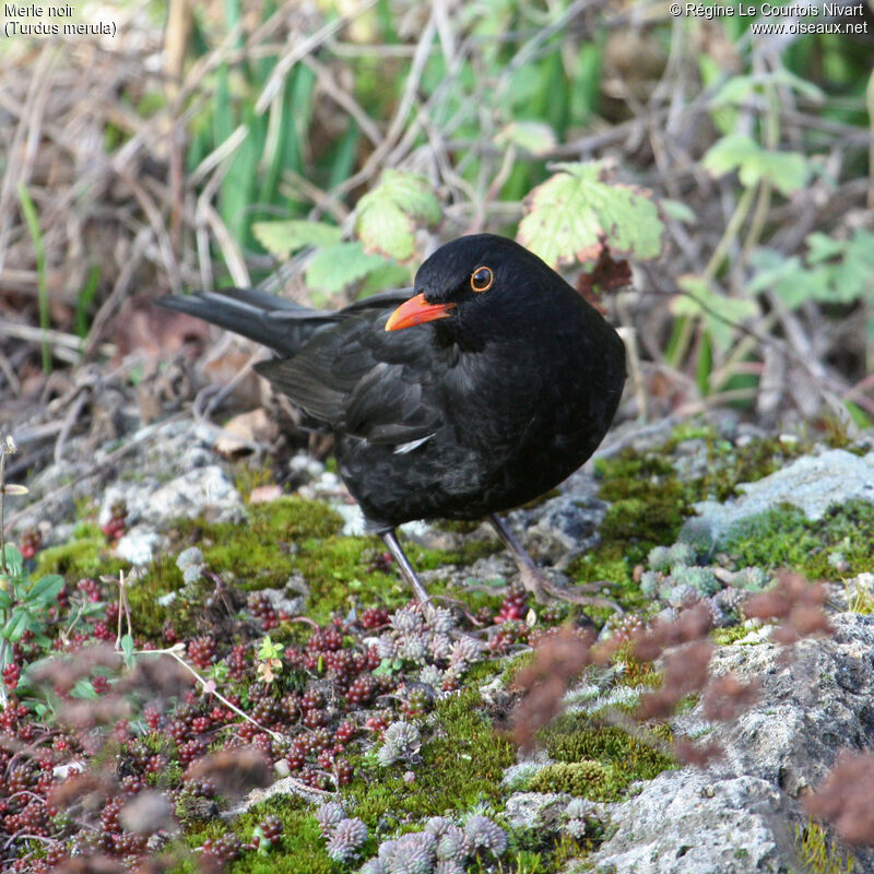 Common Blackbird