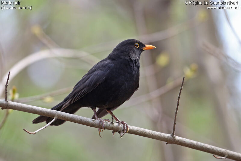 Common Blackbird