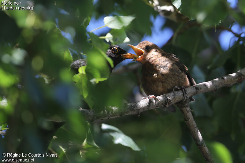 Common Blackbird, Reproduction-nesting