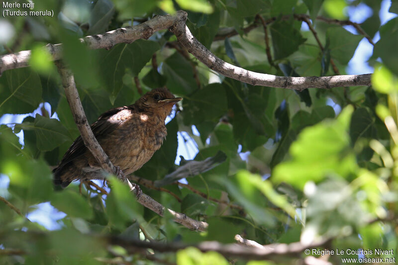 Common Blackbirdjuvenile