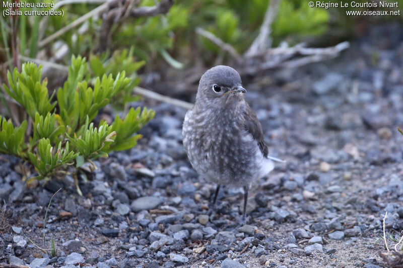 Mountain Bluebirdjuvenile