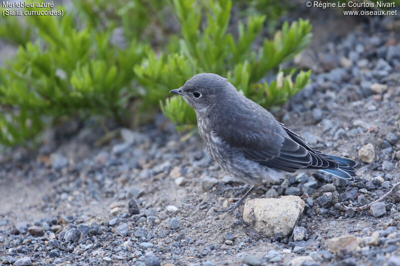 Mountain Bluebirdjuvenile