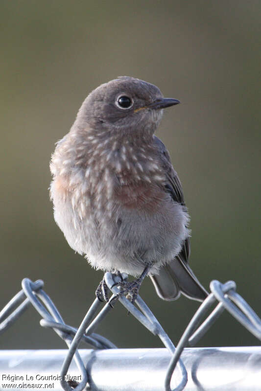 Western Bluebirdjuvenile