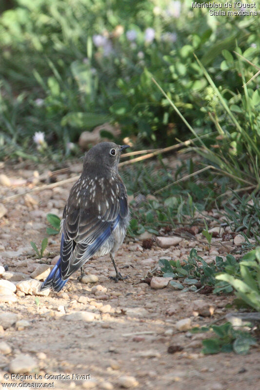 Western Bluebirdjuvenile