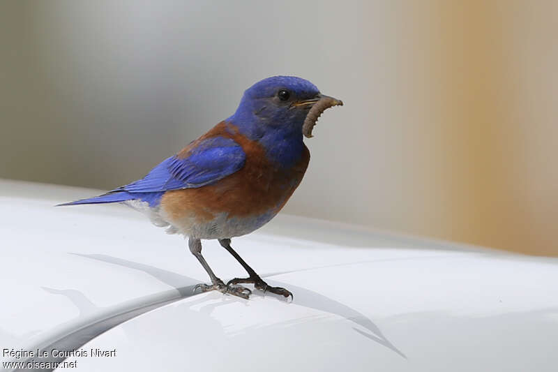 Western Bluebird male adult, feeding habits