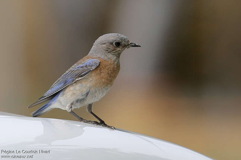 Western Bluebird female adult, Behaviour