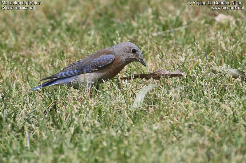 Western Bluebird female