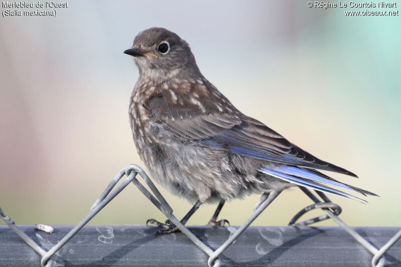 Western Bluebirdjuvenile