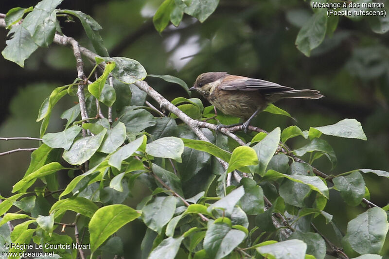 Mésange à dos marronimmature