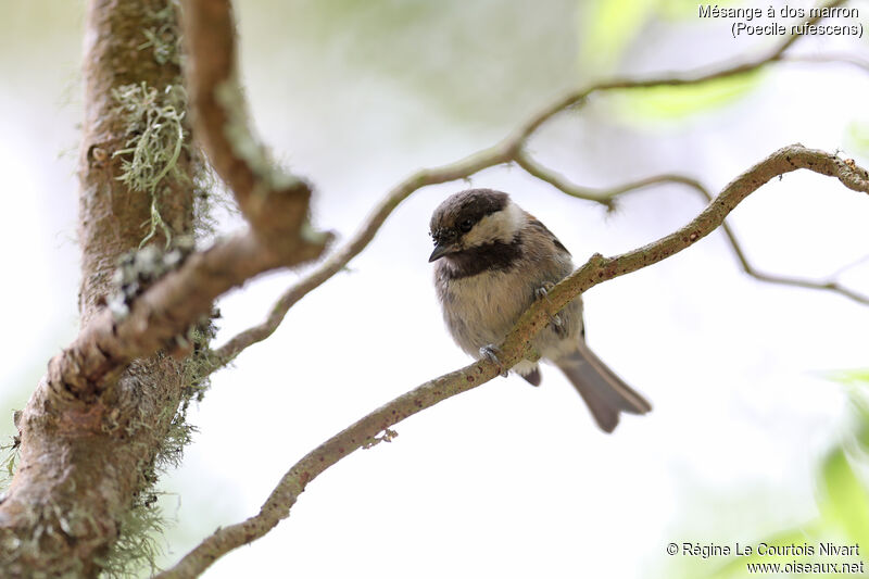 Chestnut-backed Chickadee