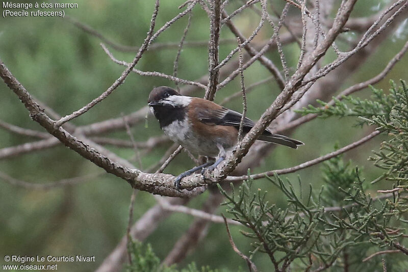 Mésange à dos marron