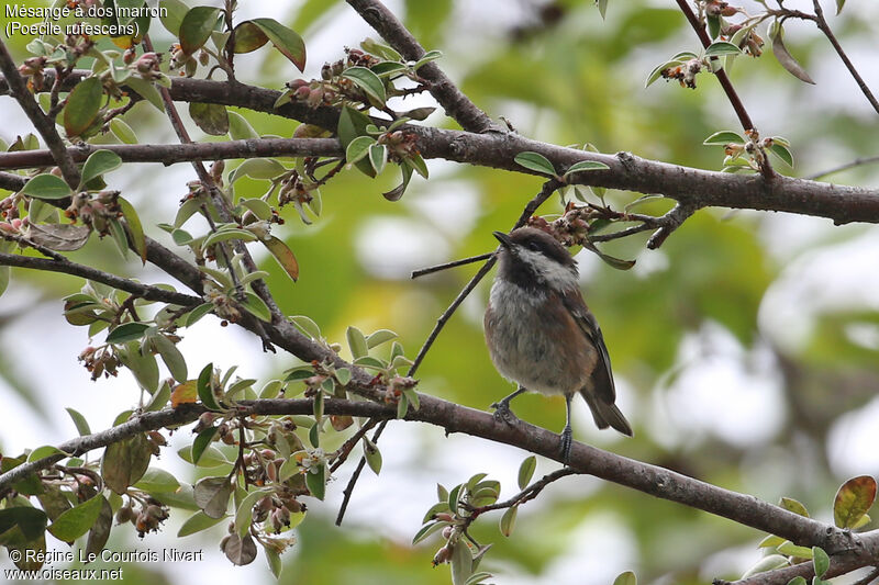 Mésange à dos marron