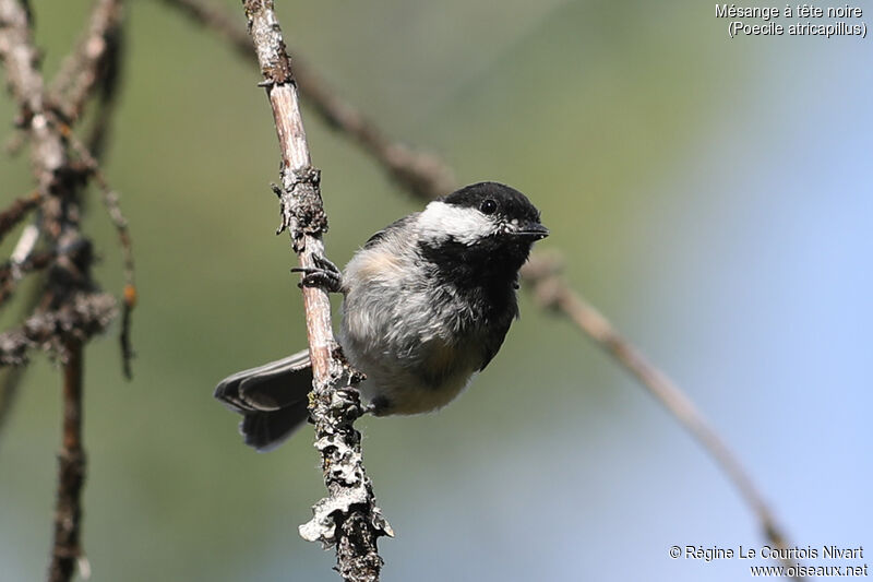 Black-capped Chickadee