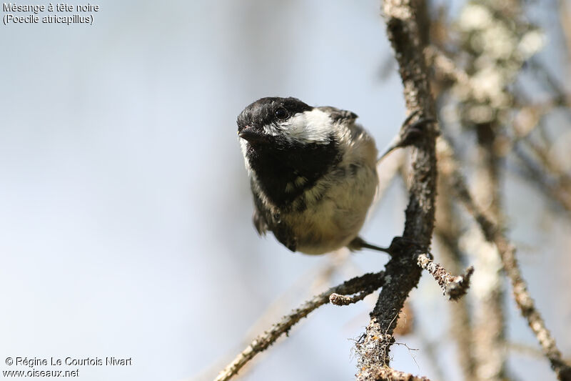 Mésange à tête noire