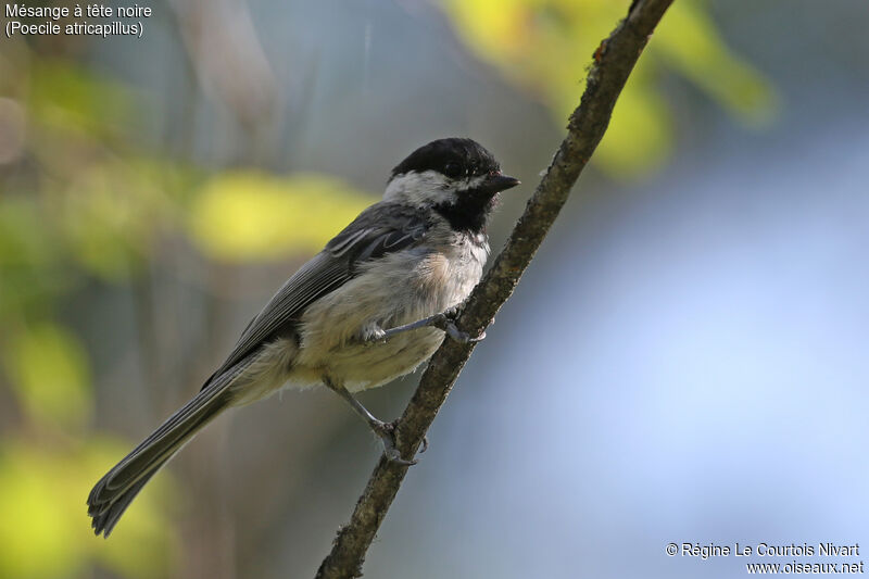 Black-capped Chickadee