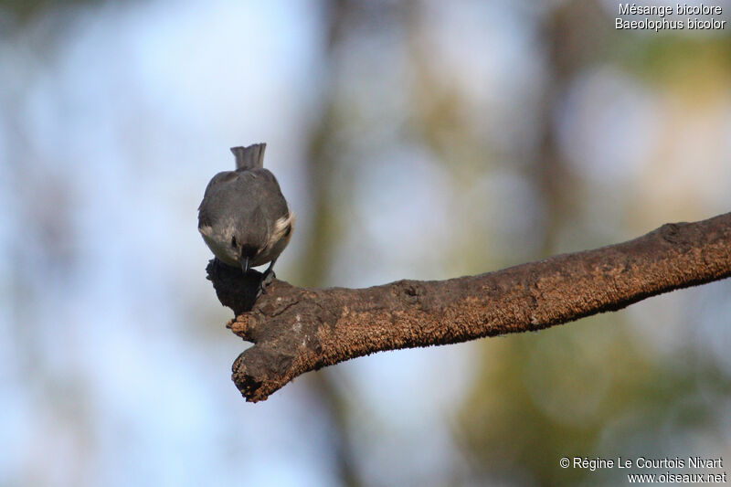 Tufted Titmouse