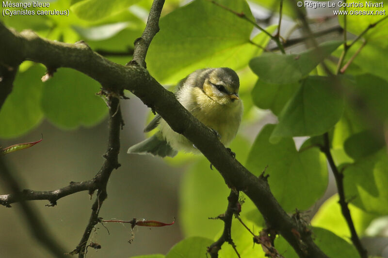 Mésange bleuejuvénile