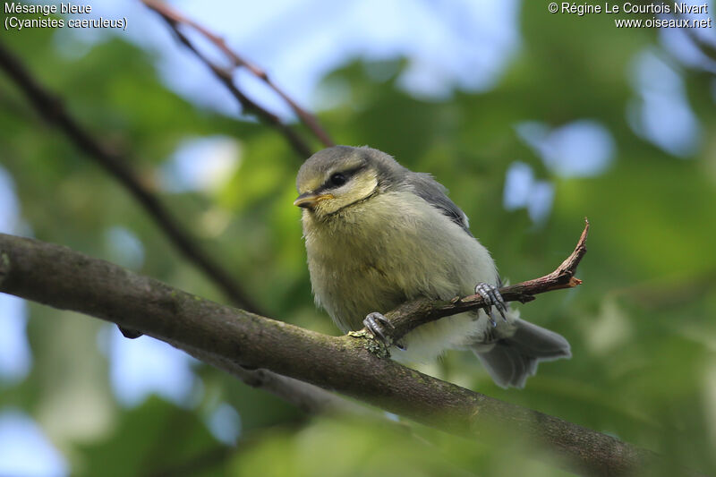 Mésange bleuejuvénile