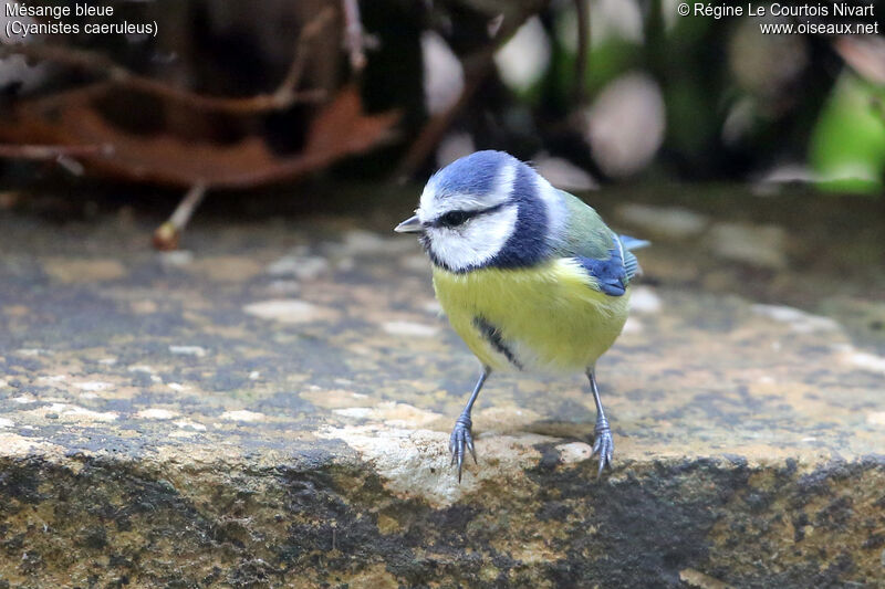 Mésange bleue