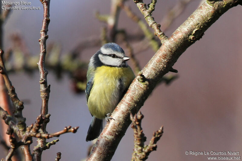 Eurasian Blue Titadult, identification