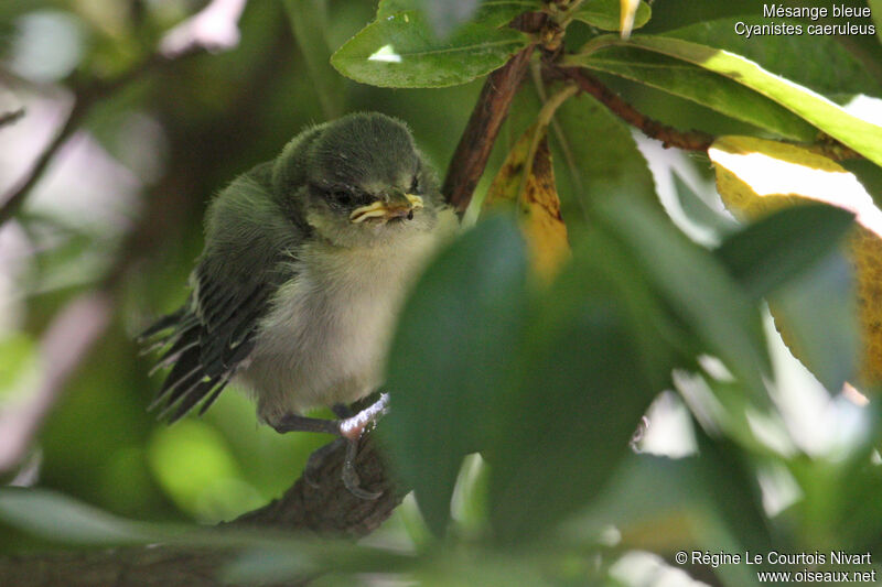 Mésange bleuejuvénile, identification