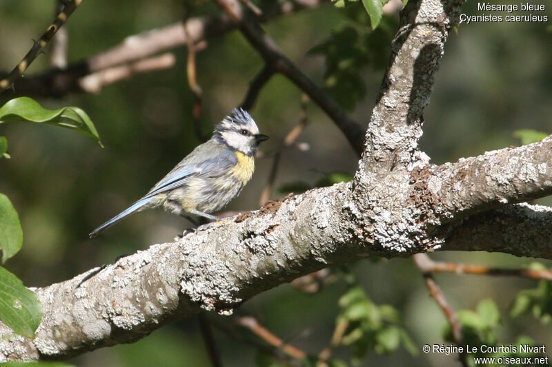 Mésange bleue