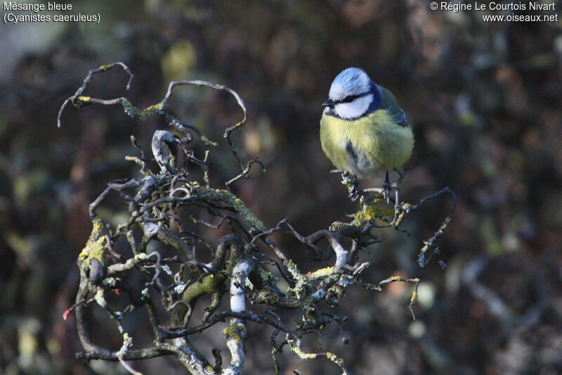 Eurasian Blue Tit