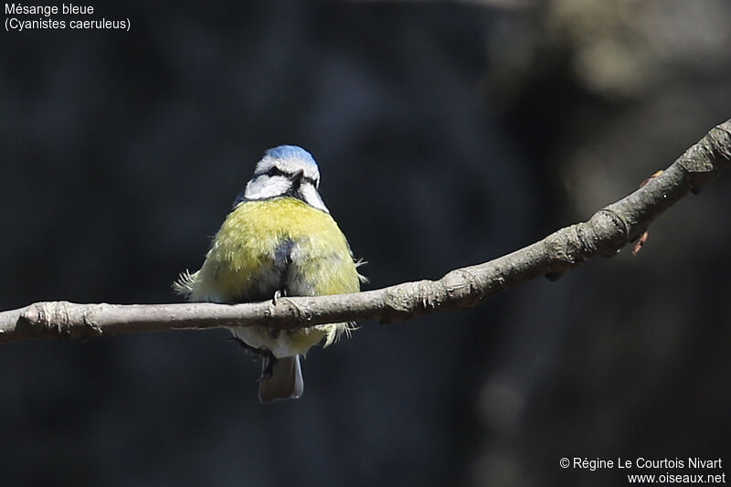 Mésange bleue