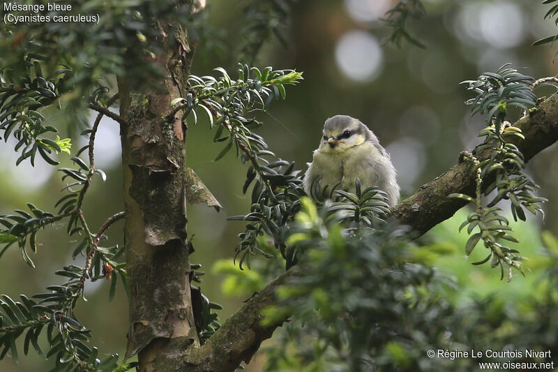 Mésange bleuejuvénile