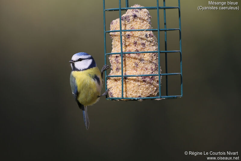 Eurasian Blue Tit