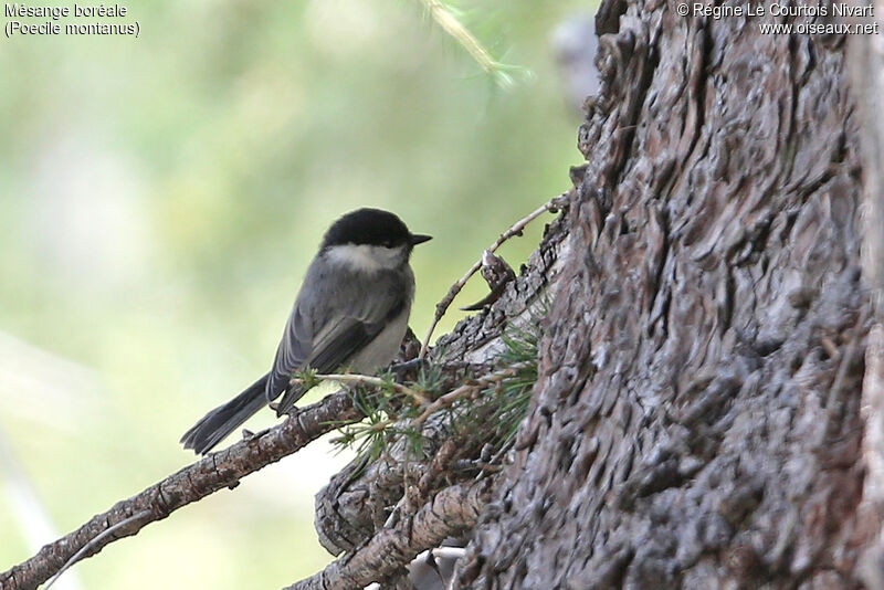 Willow Tit