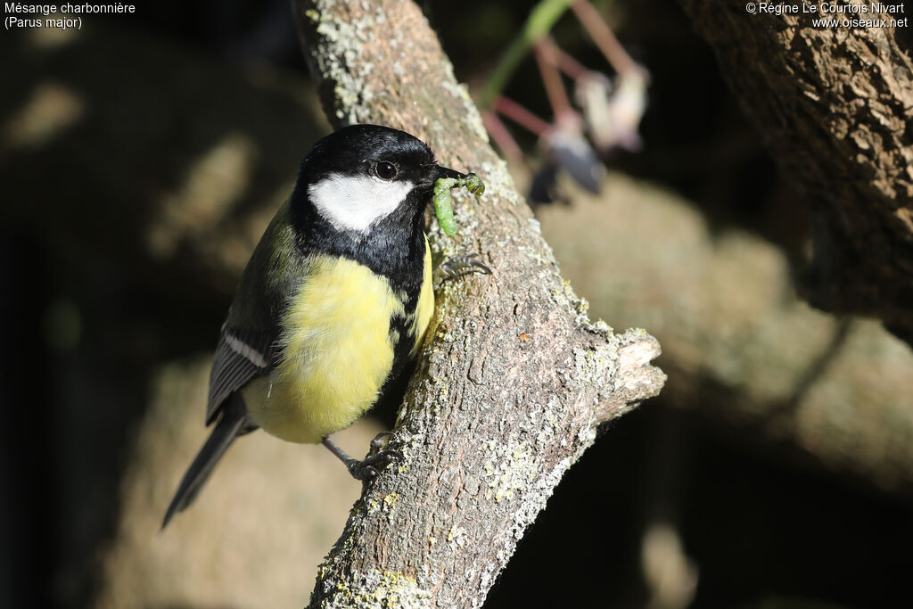 Mésange charbonnière, régime, pêche/chasse, Nidification