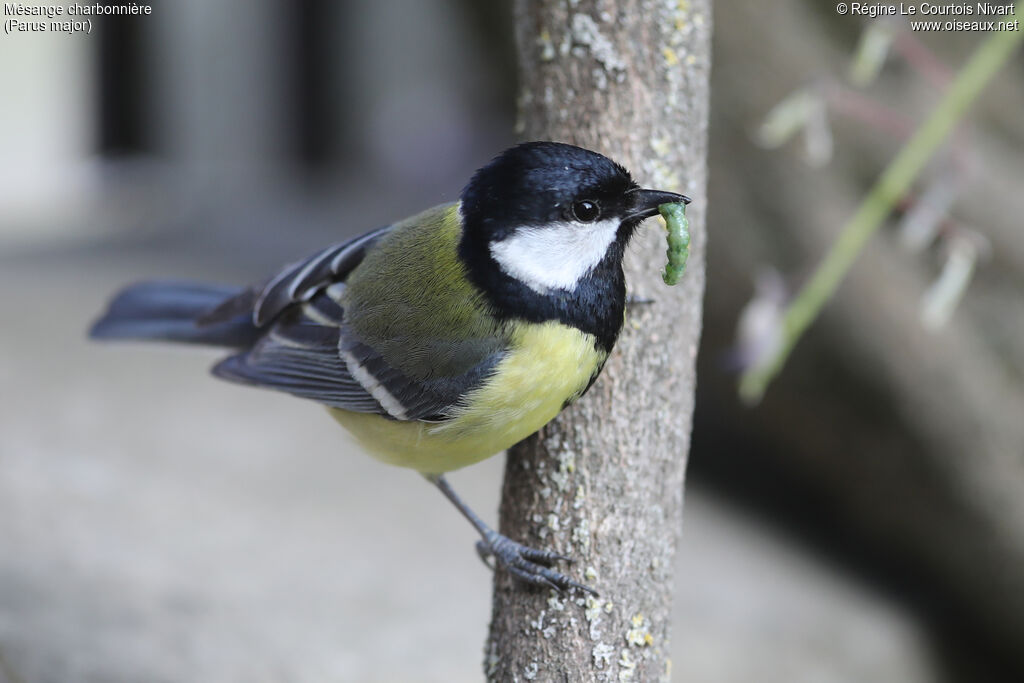 Mésange charbonnière