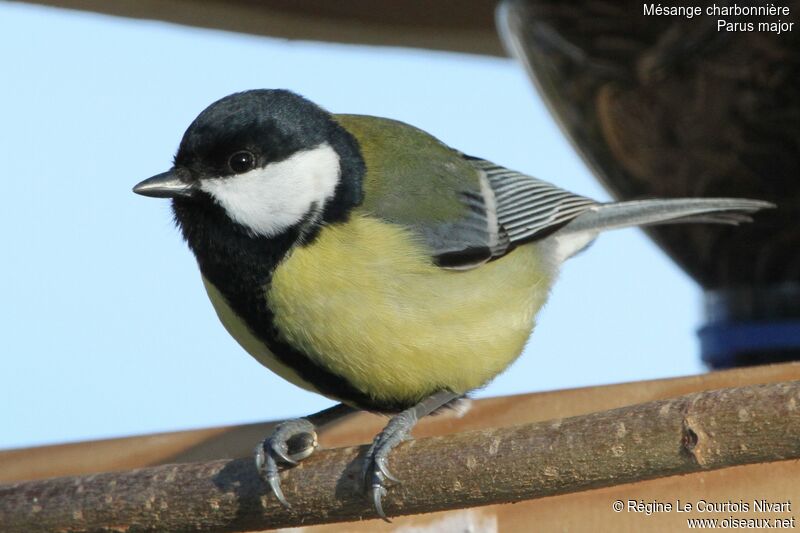 Great Tit