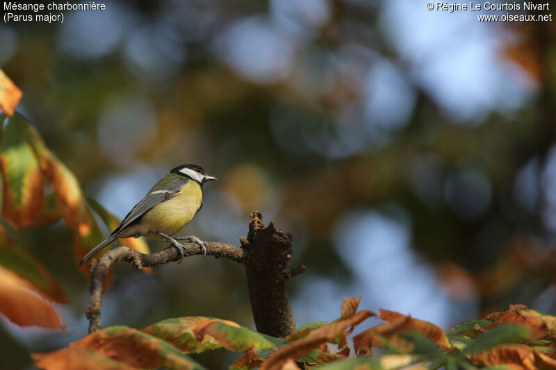 Great Tit