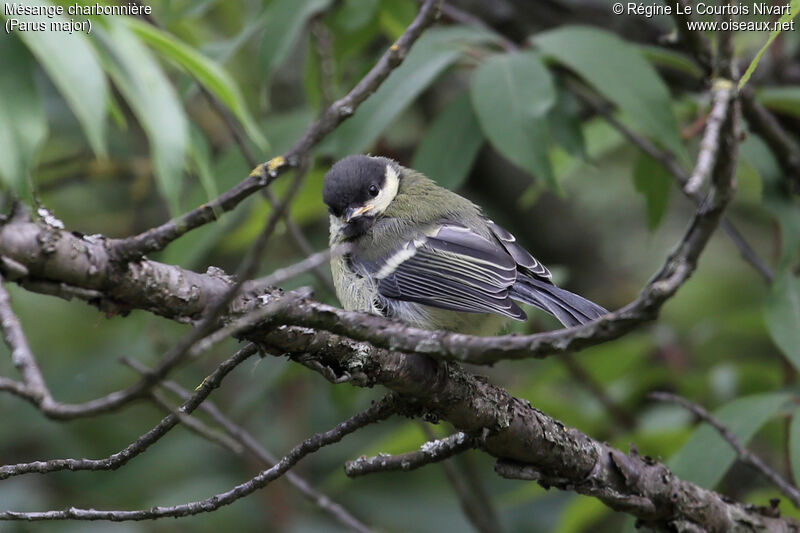 Mésange charbonnièrejuvénile