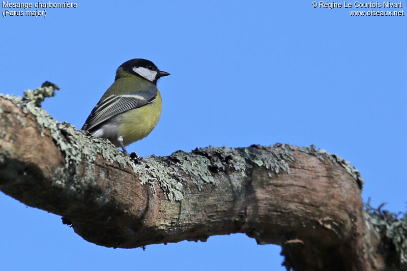 Great Tit