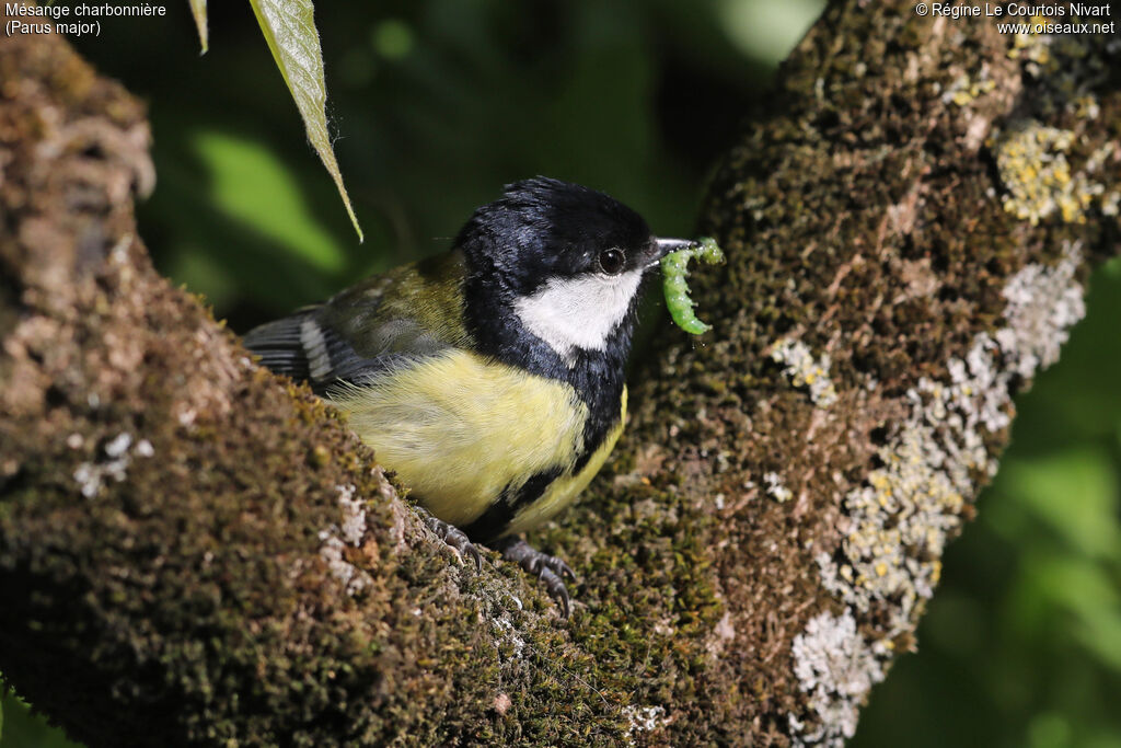 Mésange charbonnière
