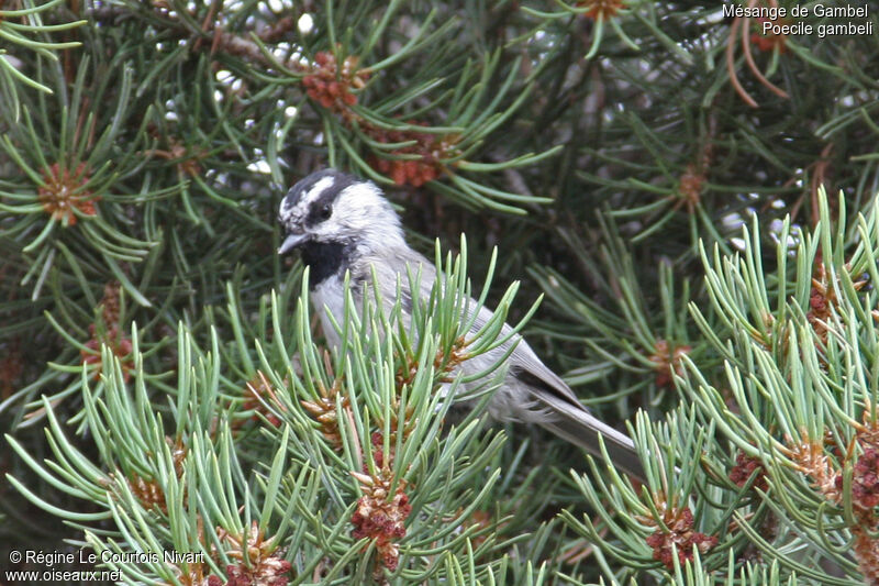 Mountain Chickadee