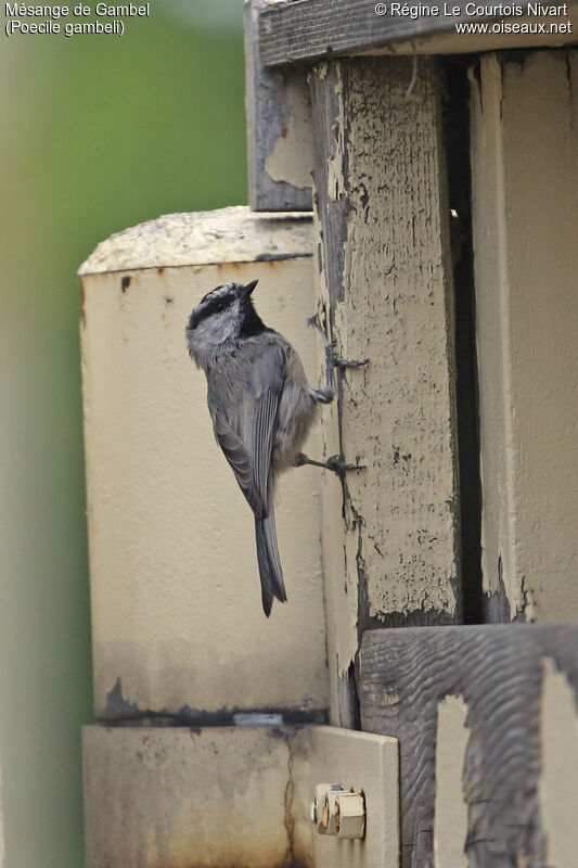 Mountain Chickadee