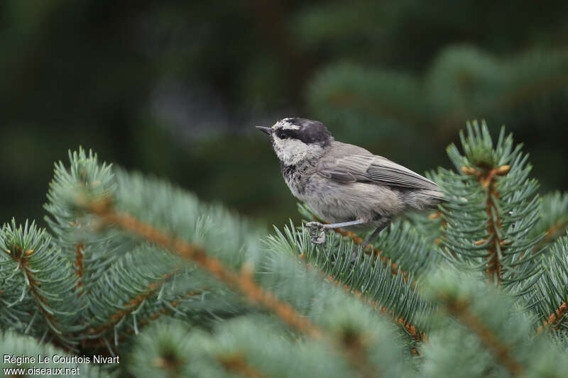 Mountain Chickadee, identification