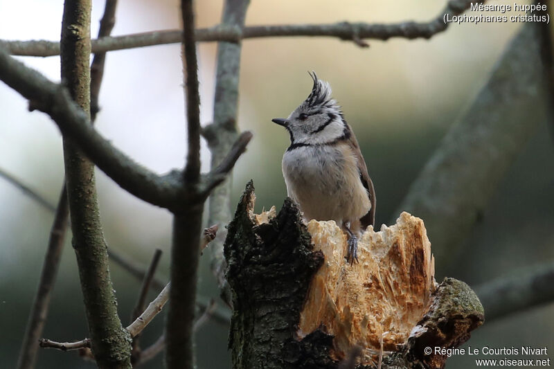 Crested Tit