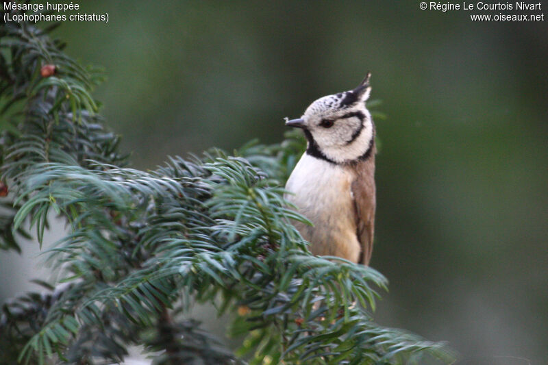 Crested Tit